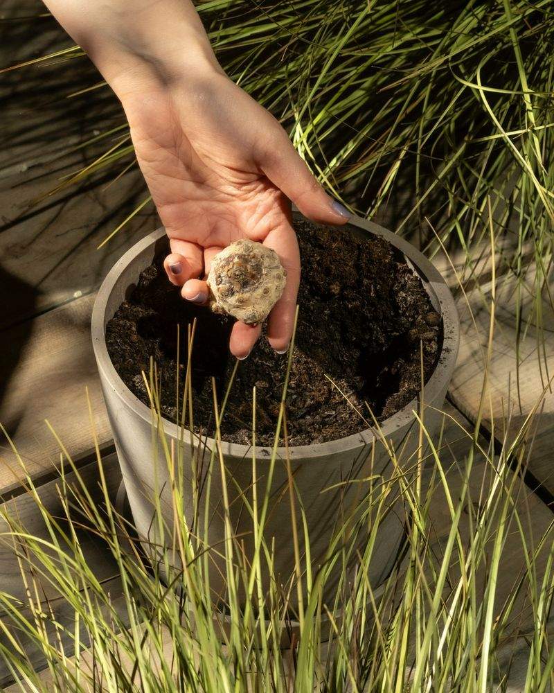 観葉植物の設置・管理